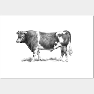 Bull Black and White Vintage Illustration Posters and Art